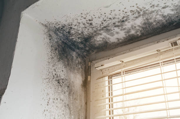 Affordable Crawl Space Mold Removal solutions in Marion, NC